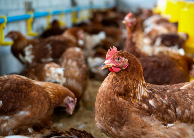 O Ministério da Agricultura e Pecuária reitera o esclarecimento de que o consumo de carne de aves e de ovos não apresenta risco para a saúde