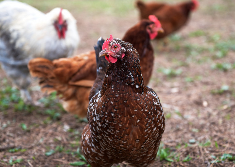 Vírus provocou a morte de 15 mil aves em incubatório comercial de Montenegro, e outras 2 mil foram sacrificadas na semana passada