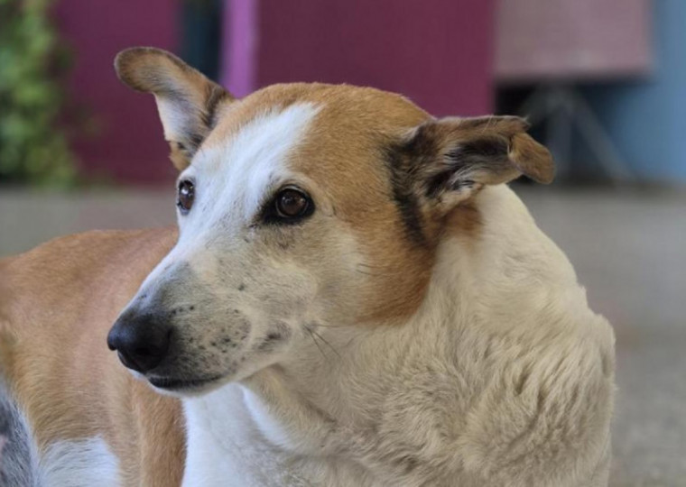 Com 10 anos de idade e 43 quilos, o vira-lata Silveira ganhou destaque através de vídeos nas redes sociais