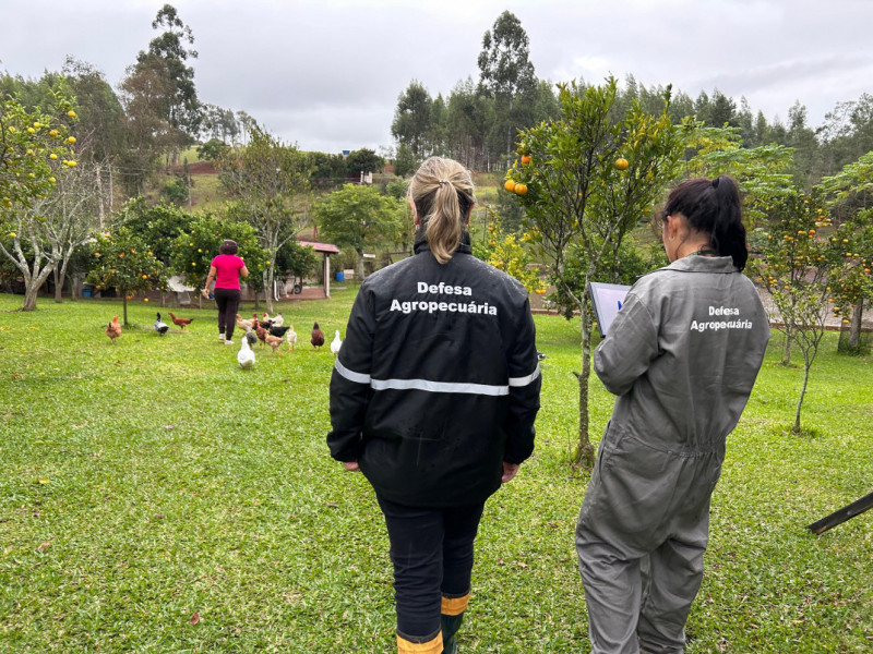 Rio Grande do Sul vistoriou 100% das propriedades que ficam no raio de tr&ecirc;s quil&ocirc;metros do foco de gripe avi&aacute;ria - agro ga&uacute;cho - agroneg&oacute;cio - avicultura - granjas | Seapi/Divulga&ccedil;&atilde;o/JC