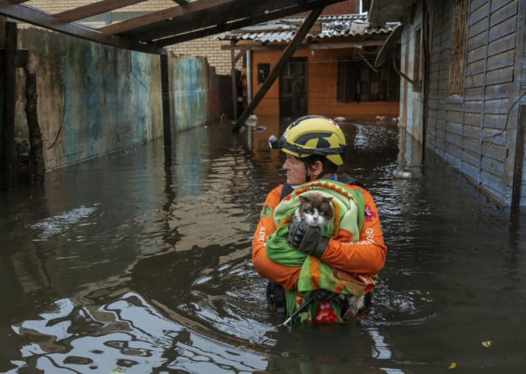 Cerca de 20 mil animais domésticos, incluindo aqueles sem tutores, foram resgatados durante as inundações