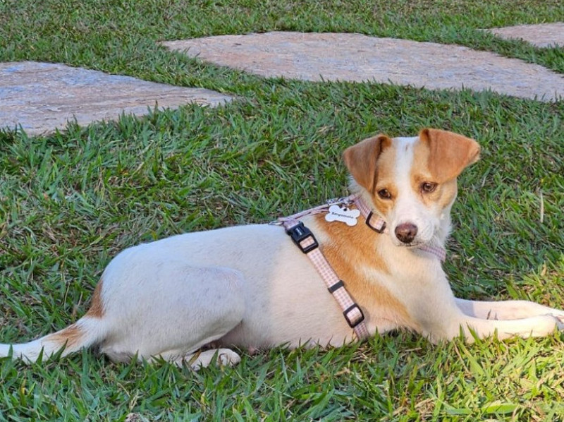 A cadelinha Bergamota, que foi resgatada durante as enchentes no Rio Grande do Sul, logo se adaptou ao novo lar em Brasília  | Carina Krewer