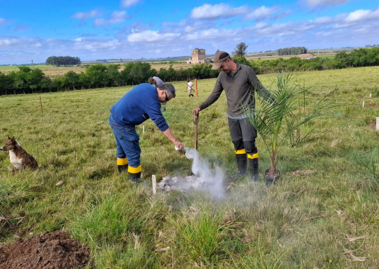 Parceria entre a Seapi e prefeitura de Hulha Negra envolveu o plantio de 40 mudas de butiá no município