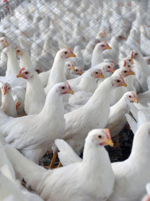 Agro gaúcho cobra solução para evitar perdas após veto da UE à carne brasileira
