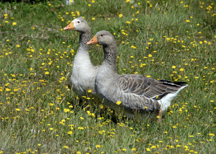 A influenza aviária foi detectada em aves ornamentais de um sítio na Região Metropolitana de Belo Horizonte