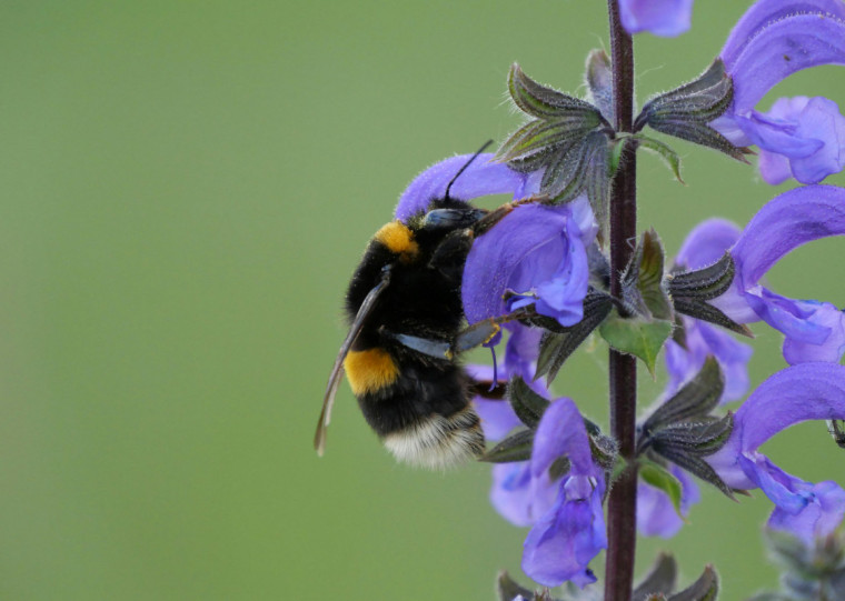 A abelha mamangava europeia invasora, introduzida no Chile para polinização de culturas, invadiu a Argentina e poderá se expandir alcançando outros países sul-americanos num futuro próximo