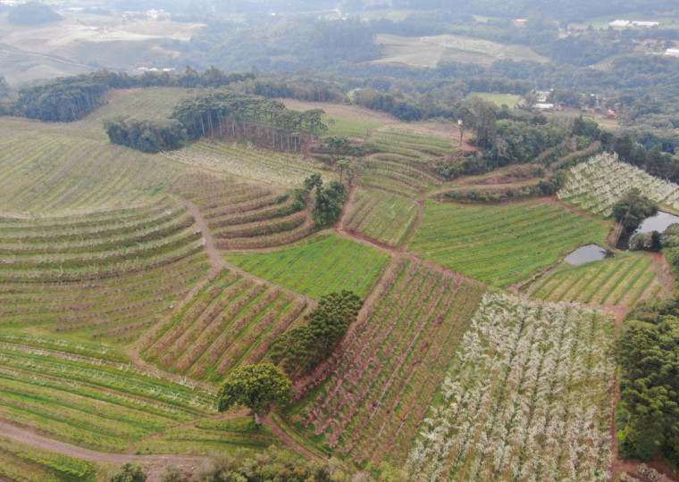 Principal produtor de hortifrutigranjeiros do RS, município da Serra Gaúcha tenta amenizar prejuízos