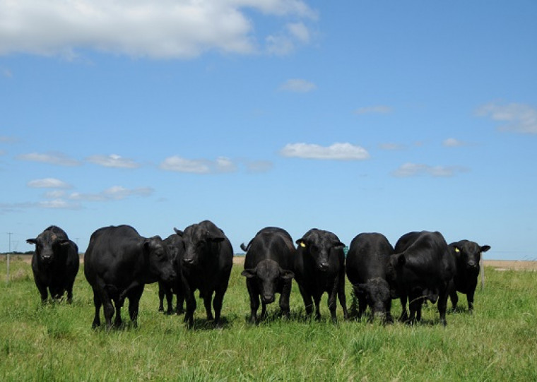 Iniciativa busca multiplicar e disponibilizar reprodutores, matrizes, sêmen e embriões oriundos do rebanho Brangus da Embrapa Pecuária Sul