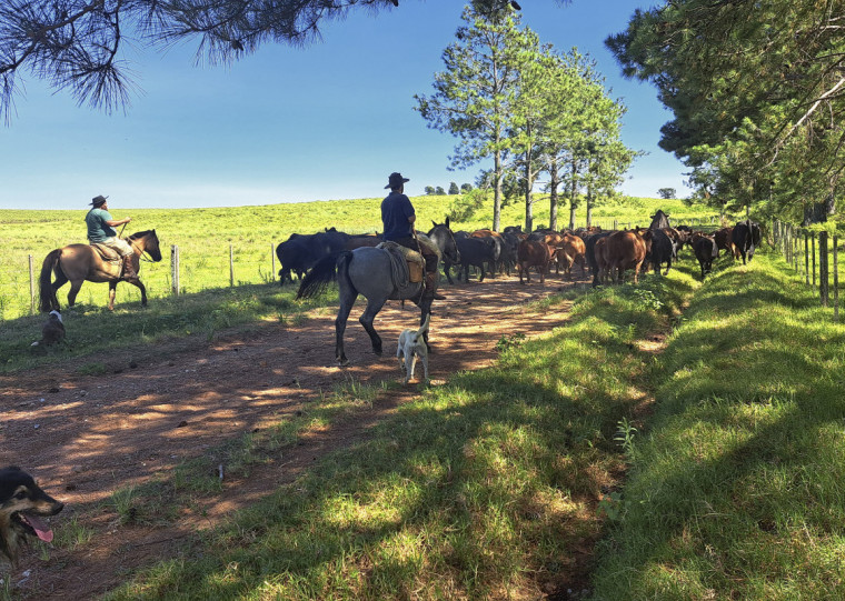Município serve como campo experimental para testes de identificação eletrônica, desde o uso de michochips até a identificação biométrica nasal, integração de dados em tempo real e validação dos fluxos de informação entre produtores e o sistema oficial