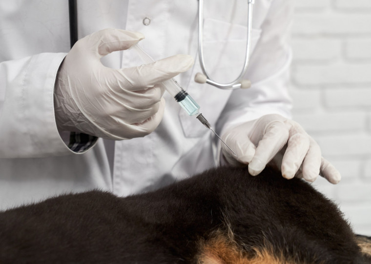 A ação ocorre na Escola Municipal Porto Novo, localizada na rua Amélia Santini Fortunati, 101, bairro Santa Rosa de Lima, das 9h às 12h