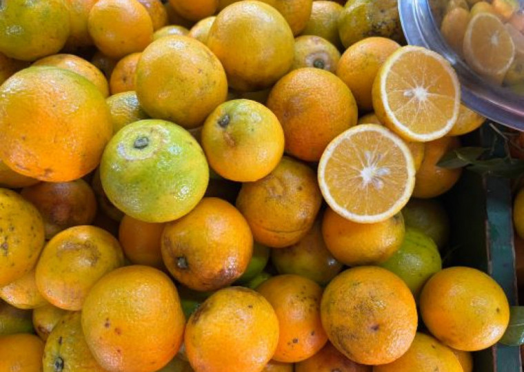 A safra de citros deste ano será 15,4% superior à safra passada, impactada pelas intensas chuvas ocorridas em maio de 2024