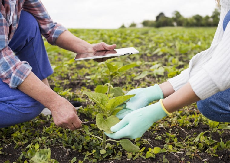 Em relação ao levantamento apurado em janeiro, houve um aumento de 0,2% na estimativa da área colhida