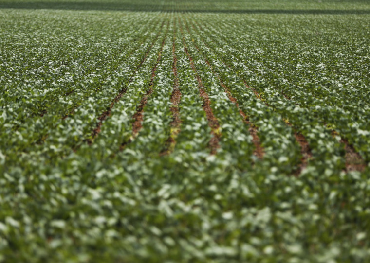 Milho e soja lideram crescimento da produção agrícola em 2025