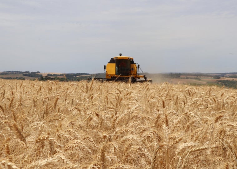Operação foi realizada para apoiar produtores diante do cenário baixista de preços do trigo