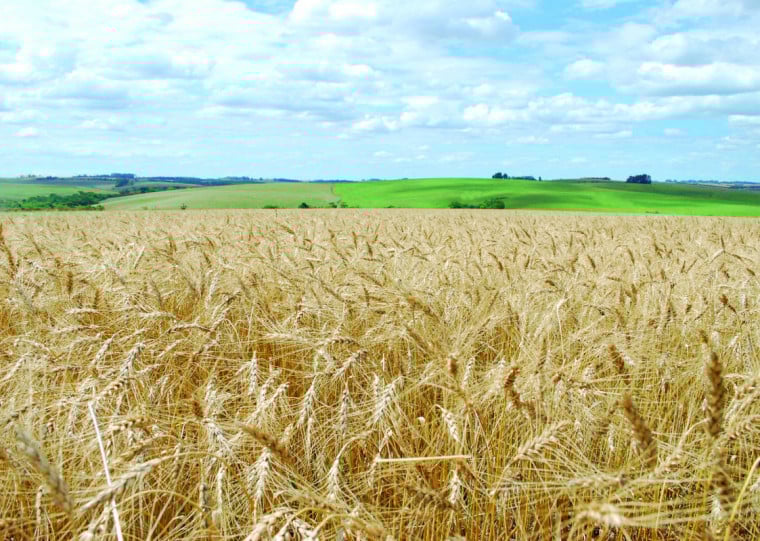 Desafios e resultados da colheita de trigo no Estado