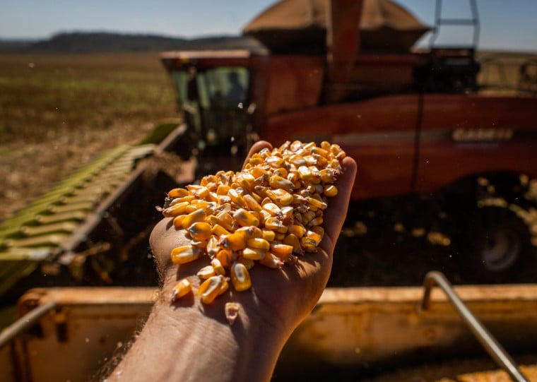 Sobreoferta interna de milho pode favorecer cadeia de produção de proteína animal