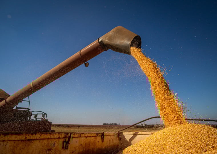 Em 2026, a área a ser colhida deve ser maior do que em 2025 no Mato Grosso e no Rio Grande do Sul