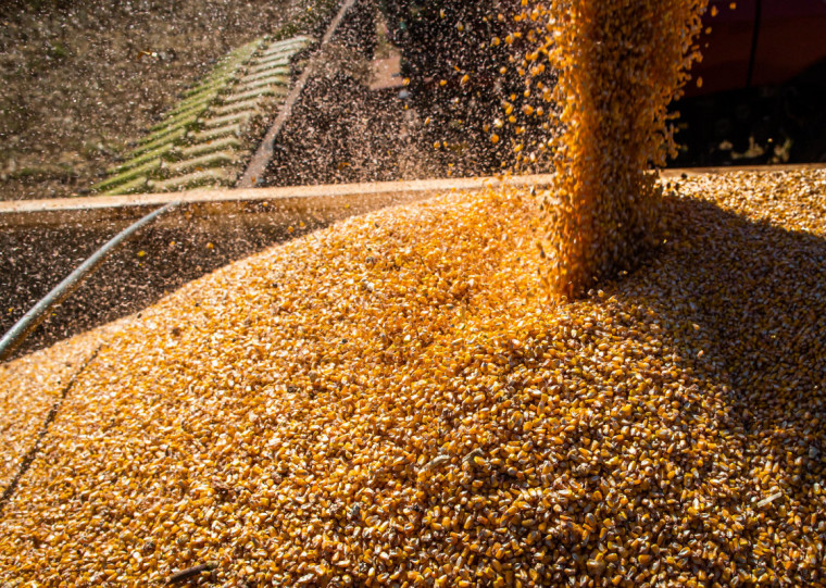 No Estado, produção de milho atingiu 5,43 milhões de toneladas, alta de 12% em relação ao ciclo anterior