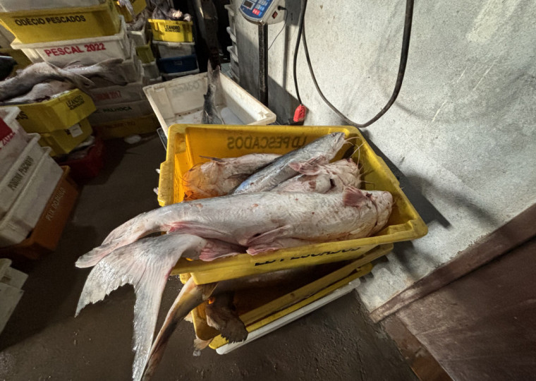 Carga seria provavelmente destinada &agrave; venda ilegal em restaurantes