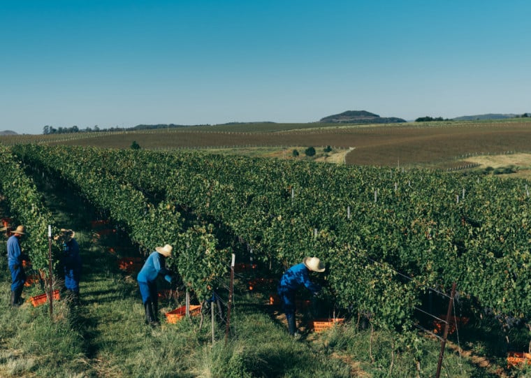 Solo, clima e relevo da Região da Campanha favorecem a produção de uvas e vinhos