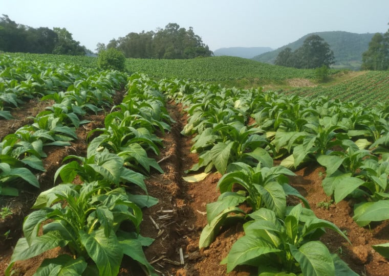 No município de quase 50 mil habitantes, em torno de 5 mil famílias dedicam-se ao plantio