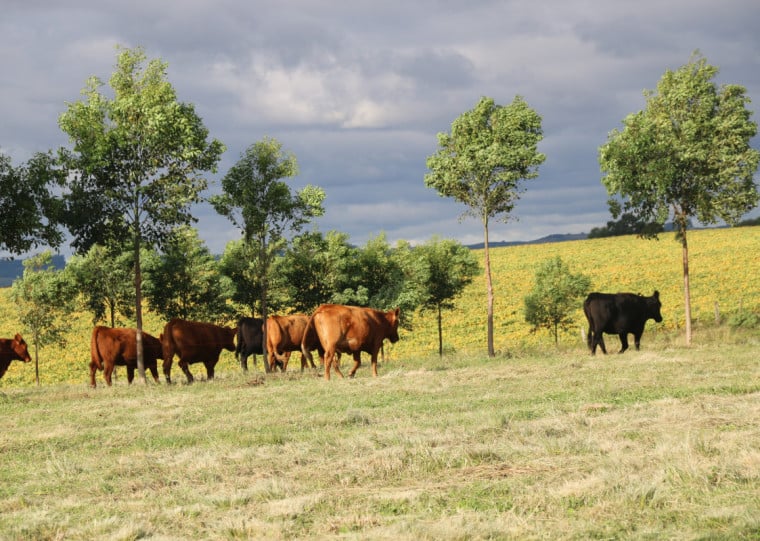 Produção integrada ajuda a combater espécies invasoras no solo e contribui para o ganho de peso do gado