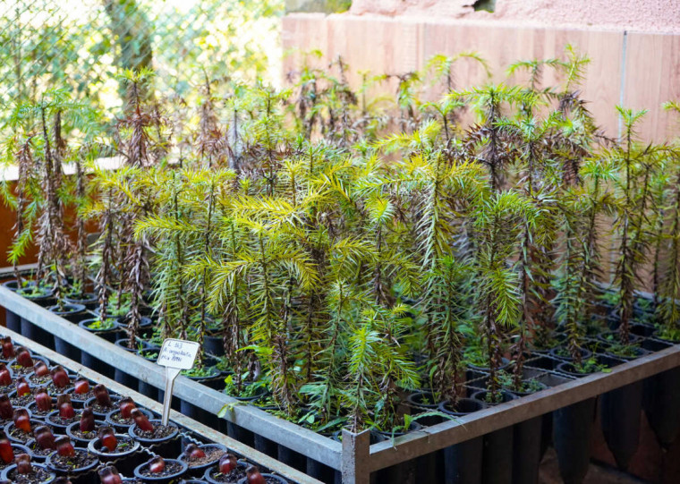 Cerca de 1,5 mil mudas estão sendo criadas em laboratório, a fim de garantir o desenvolvimento da árvore