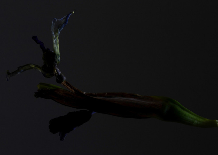 Nova exposição visual e fotográfica chega à CCMQ na quinta-feira (3) com entrada franca