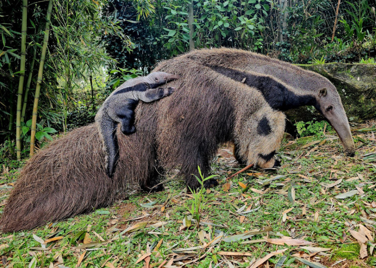 Ameaçado de extinção, tamanduá-bandeira nasceu nesta terça-feira