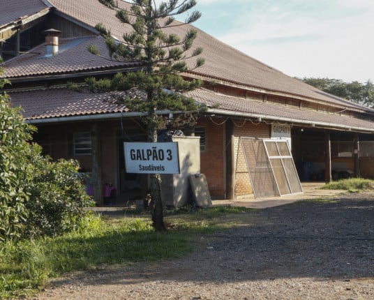 Voluntária denuncia ao MP irregularidades em abrigo de animais de Canoas
