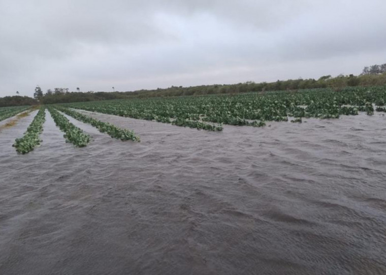Avaliação é de que perdas não se resumem apenas ao que já estava plantado