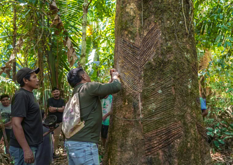 O projeto Borracha Nativa da Amazônia gera renda, desde 2010, para os indígenas extrativistas de látex para a indústria gaúcha e preserva matas originárias