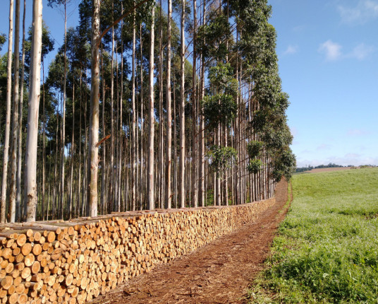 Pequenos produtores são aposta da silvicultura nos Vales do Rio Pardo e do Taquari