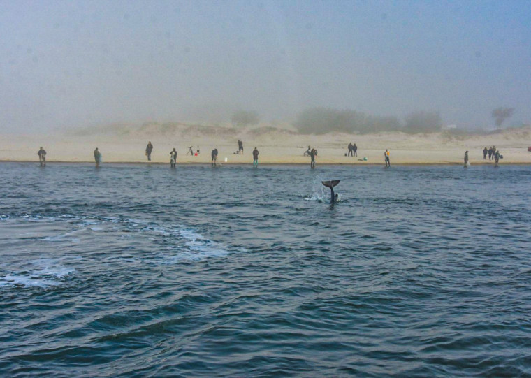 pg3 Filhotes de boto em Imbé
