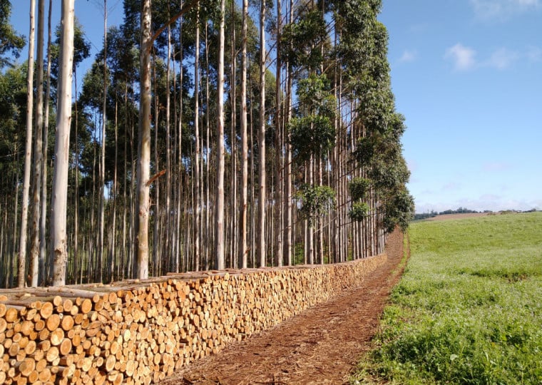 Afubra tem projetos para incentivar plantio de eucaliptos há décadas