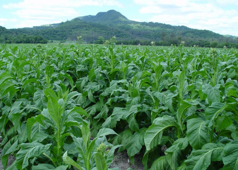 Exportações do setor fumageiro caíram 47%, com destaque para a China, que recuou 58% as compras do produto gaúcho