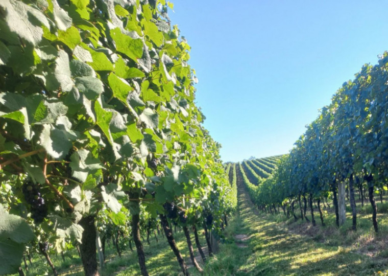 Produtores de azeite trabalham pela criação da identificação geográfica   