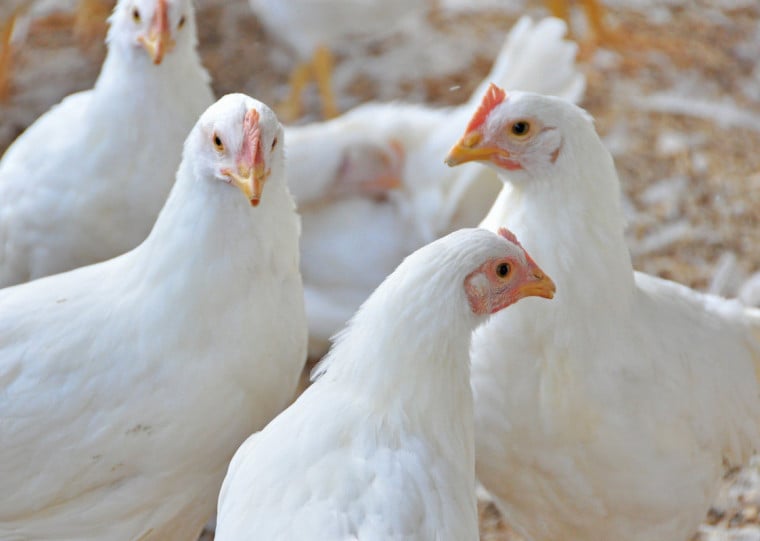 Agentes oficiais supervisionarão o despovoamento e o abate sanitário das aves