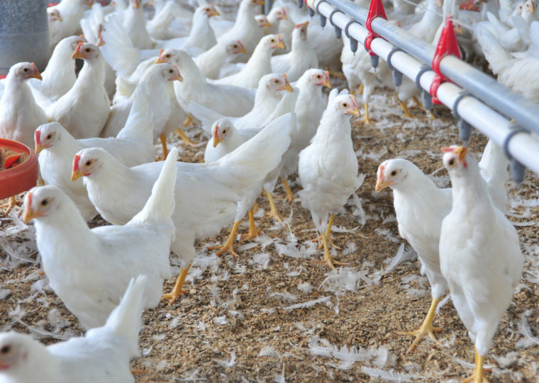Mercado chinês representa cerca de 13% das exportações de produtos avícolas brasileiros e 10% da proteína gaúcha