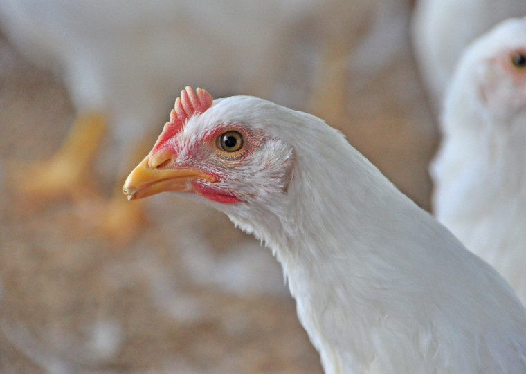 Setor avícola do RS aguarda com expectativa que o governo brasileiro consiga desbloquear o acesso do Estado  ao mercado chinês