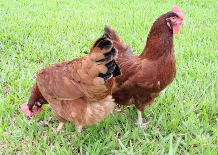 Cerca de 70 aves foram eliminadas em Selbach depois da confirmação de um foco de gripe aviária