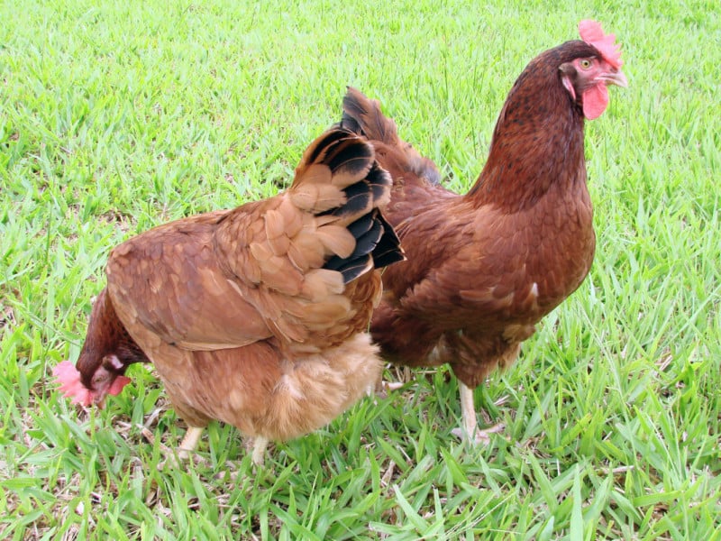 RS confirma gripe aviária em aves de subsistência em Selbach