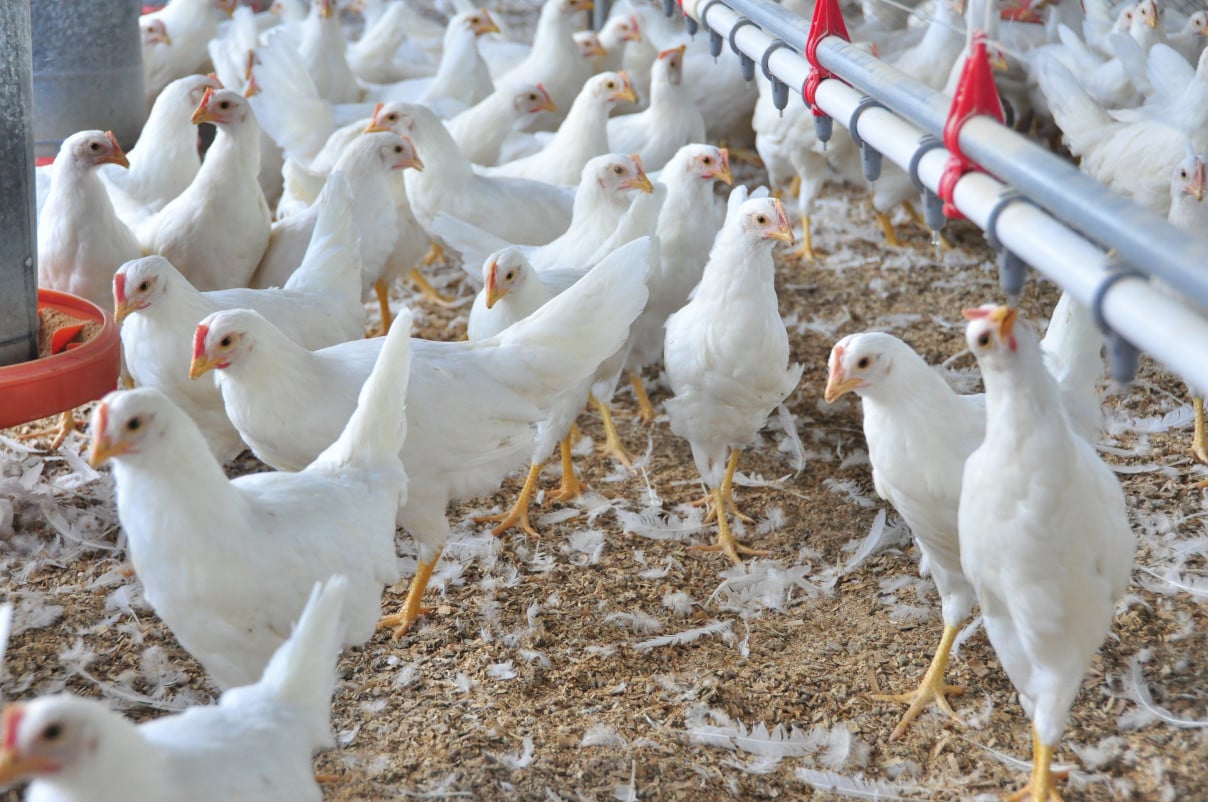 Comitiva chinesa deixa o RS e gera expectativa sobre exportações de frango