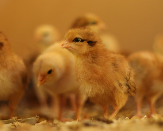 Da criação doméstica ao protagonismo global, avicultura brasileira se consolida