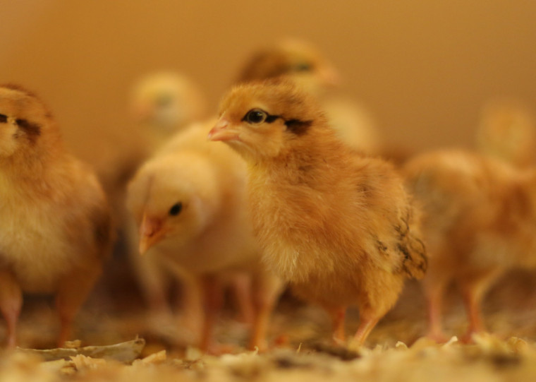 Brasil lidera exportações de frango há 20 anos, resultado de um projeto iniciado na década de 1980 unindo pesquisa, empresas e governos