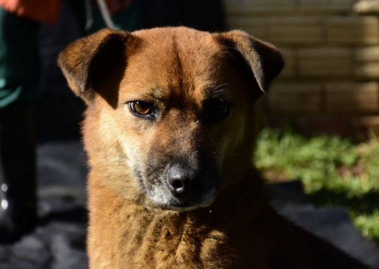  Animais que estão há anos no Cempra de Novo Hamburgo serão as estrelas do evento