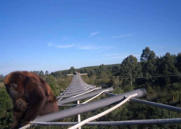 Entre setembro de 2024 e maio de 2025, a equipe de especialistas do PPMF constatou a presença de mamíferos em 4.133 vídeos gravados durante o monitoramento