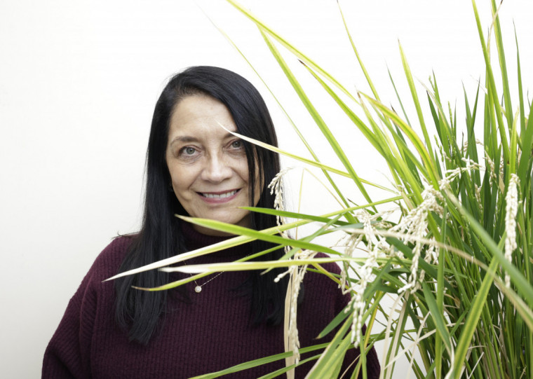 Márcia Margis estuda a resposta das plantas a situação de estresse, como secas ou alagamentos