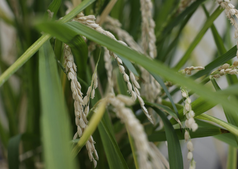 Entre quinta e sexta-feira (21 e 22), foram comercializados 4.044 contratos, o que representa 99,8% do total ofertado pela estatal