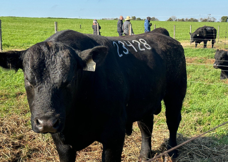 Um dos primeiros remates realizados nesta estação, o 4º Leilão Soldera Portas Abertas comercializou 119 animais das raças Angus e Brangus 